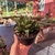 Haworthia Cuspidata na internet