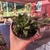 Haworthia Cuspidata - Fazenda das Suculentas