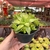 Haworthia Cymbiformis - Pote 09 - comprar online