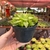 Haworthia Cymbiformis - Pote 09 na internet