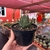 Haworthia Margaritifera na internet