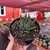 Haworthia Margaritifera - comprar online
