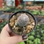 Cacto Aylostera Heliosa - comprar online