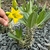 Pachypodium Horombense - Palmeira de Madagascar Flor Amarela - pote 14 - Fazenda das Suculentas