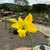 Pachypodium Horombense - Palmeira de Madagascar Flor Amarela - pote 17 - loja online
