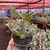 Pachypodium Horombense - Palmeira de Madagascar Flor Amarela - pote 14 - comprar online