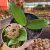 Flor de Cera - Hoya Carnosa - Pote 11 - comprar online