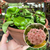 Hoya Carnosa Compacta Green - cuia 17 (Flor de Cera) - comprar online