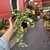 Hoya Carnosa Compacta Variegata - cuia 21 (Flor de Cera) na internet