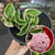 Hoya Carnosa Compacta Variegata - cuia 13 (Flor de Cera) - comprar online