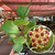 Hoya Kerrii - Galho Grande - comprar online
