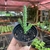 Huernia Hislopii - pote 7 - comprar online