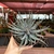 Aloe Humilis - pote 11