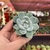 Echeveria Ice Green - pote 06 - comprar online
