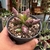 Adromischus Filicaulis Var. Bloodsport