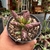 Adromischus Filicaulis Var. Bloodsport - comprar online