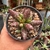 Adromischus Filicaulis Var. Bloodsport na internet