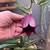 Stapelia Leendertziae - comprar online