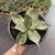 Agave Parrasana - Cuia 17 - comprar online