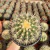 Echinocactus Grusonii - Cacto-bola, Poltrona-de-sogra - cuia 17