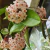 Flor de Cera - Hoya Carnosa - Pote 11 - comprar online