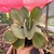 Kalanchoe Fantastic - comprar online