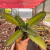 Kalanchoe Daigremontiana - Mãe-de-Mil - comprar online