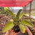 Kalanchoe Daigremontiana - Mãe-de-Mil na internet