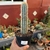 Pilosocereus Hermii - pote 11 - comprar online