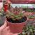 Echeveria Fire Pillar - Pote 11 na internet