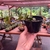 Peperomia Tetraphylla - Peperomia 'Hope' na internet