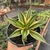 Agave Quadricolor - Cuia 13