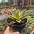 Agave Quadricolor - Cuia 13 - comprar online