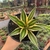 Agave Quadricolor - Cuia 13 na internet