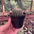 Notocactus Buiningii - Pote 07 - comprar online