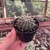 Notocactus Buiningii - Pote 07