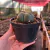 Gymnocalycium Horstii - Pote 11 - Fazenda das Suculentas