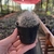 Mammillaria Bocasana - Pote 07 - comprar online