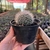 Mammillaria Bocasana - Pote 11 - comprar online