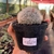 Mammillaria Bocasana Splendens - Pote 11 - loja online