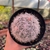 Mammillaria Bocasana Splendens - Pote 11 - loja online