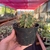 Cacto Ferocactus Glaucescens - Pote 11 na internet