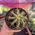 Cacto Ferocactus Glaucescens - Pote 11 - comprar online