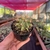 Cacto Ferocactus Glaucescens - Pote 07 na internet