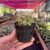 Cacto Ferocactus Glaucescens - Pote 07