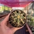 Cacto Ferocactus Glaucescens - Pote 07 - comprar online