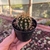 Trichocereus Grandiflorus - Pote 07