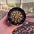 Trichocereus Grandiflorus - Pote 07 - comprar online