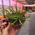 Euphorbia Flanaganii - Cabeça de Medusa