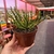 Euphorbia Flanaganii - Cabeça de Medusa - comprar online
